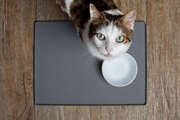 Tabby cat sitting in front of a emty food dish and looking to the camera. High angle view with copy...
