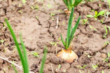 Onion plantation in the garden. Agriculture on the farm.
