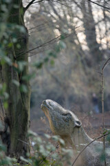 Crystal Palace Dinosaurs in Crystal Palace Park, London, England, United Kingdom