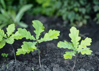 The background of the spring vegetation.New young oak trees, sprouting from the seeds of the acorn.