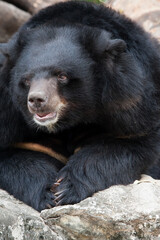 
The bear crouched down on the bed.