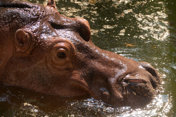 Fototapeta na wymiar hippopotamus