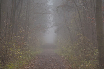 Autumn forest road in dense fog