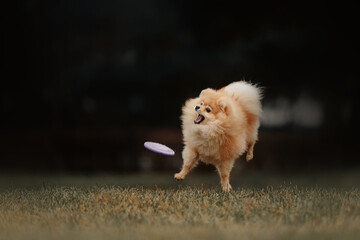 pomeranian spitz dog jumping to catch a flying disc