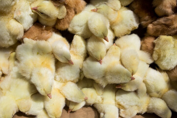 Little yellow chickens top view. A group of diurnal cute beautiful chickens.