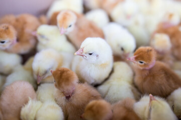Little yellow chickens top view. A group of diurnal cute beautiful chickens.