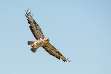 bird of prey Buteo buteo in flight