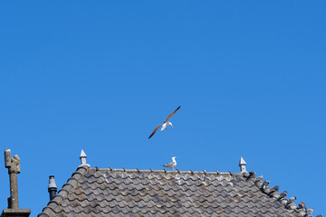 Fototapeta na wymiar Pigeons sit on gray roof tiles above the gutter of a house, against a blue sky