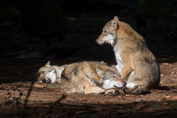 Naklejka na ściany i meble Wolves rest in the sunbeam in the forest