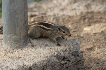 squirrel, animal, chipmunk, rodent, wildlife, nature, wild,