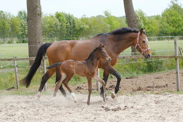 Little brown foal, trosts next to the mother, one week old, during the day with a countryside landscape