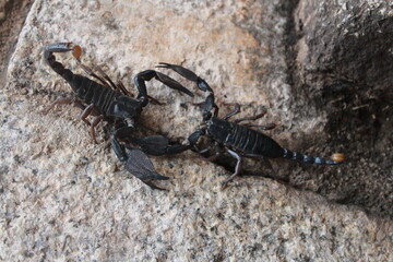 scorpion, animal,  insect, black, arachnid, poisonous, sting,