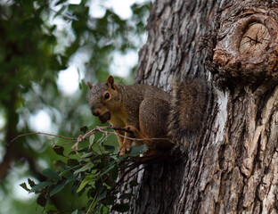 Squirrel with a nut in its mouth on a tree