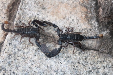 scorpion, animal,  insect, black, arachnid, poisonous, sting,