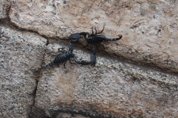scorpion, animal,  insect, black, arachnid, poisonous, sting,