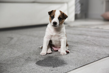 Adorable puppy near wet spot on carpet indoors