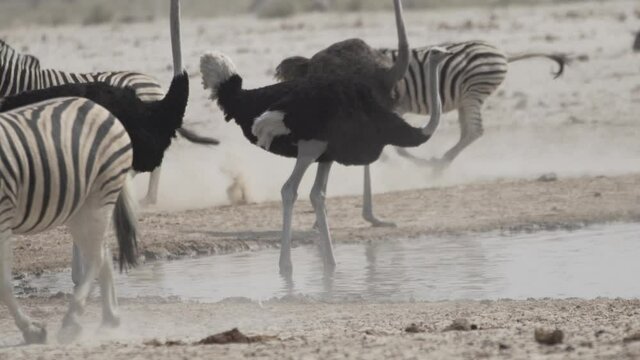 Vogelstrau&szlig; bei Wasserloch im Etosha Nationalpark