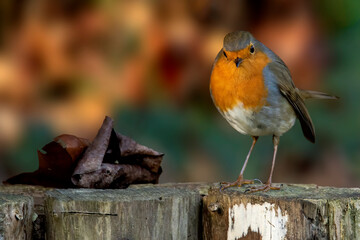 European robin standing on a piece of wood.  Blurred background. Erithacus rubecula. Portrait of a European robin

