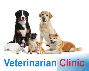 Collage with different dogs and text Veterinarian Clinic on white background