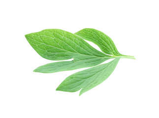 Obraz premium Fresh leaves of peony plant isolated on white