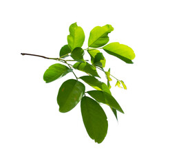 Fresh tropical leaf isolated on white background.