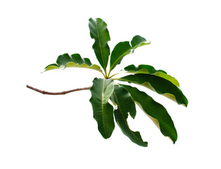 Fresh tropical leaf isolated on white background.