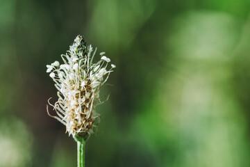 Fleur sauvage dans un champ - Raiponce en &eacute;pi