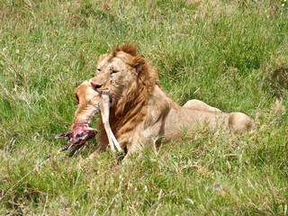 A lion eats an impala in Serengeti National Park, Tanzania - obrazy, fototapety, plakaty