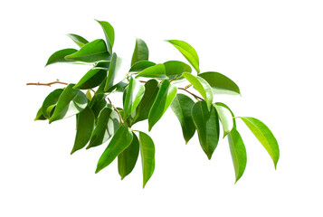 Fresh tropical leaf isolated on white background.