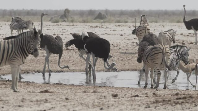Vogelstrau&szlig; beim Wasserloch in afrikanischer W&uuml;ste