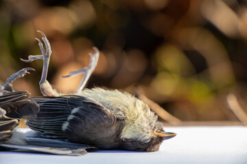 tit dead in the morning found on the road in Ukraine