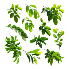 Collection of green tropical leaf isolated on white background. © Ken