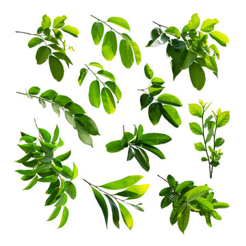 Collection of green tropical leaf isolated on white background.