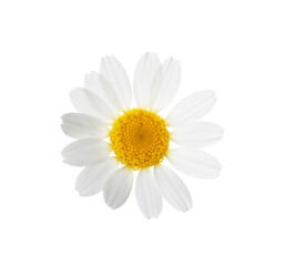 Fototapeta na wymiar Blooming chamomile isolated on white. Beautiful flower