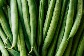 Haricots verts fraîchement cueillis au jardin