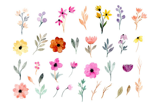 floral elements collection with watercolor