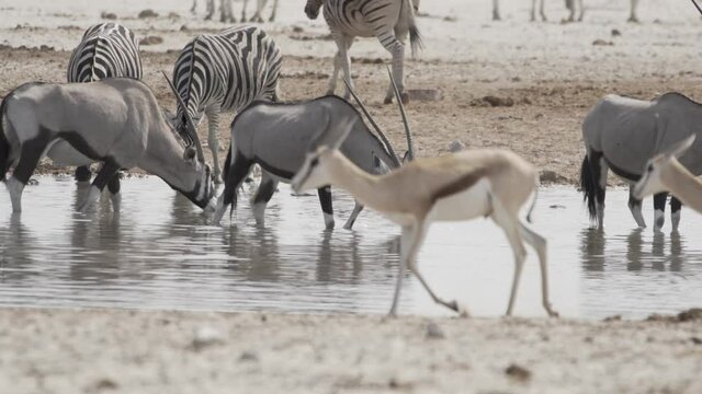 Oryx Antilopen trinken bei einem Wasserloch im Etosha Nationalpark