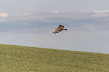 Vogel fliegt mit offenen Flügel über Feld - Mäusebussard