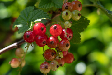 johannisbeere am Strauch