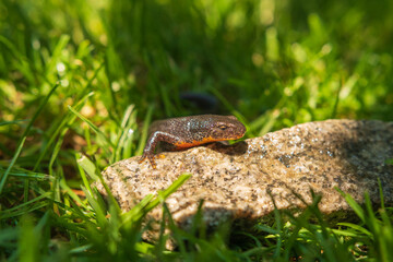 Eidechse auf dem Stein