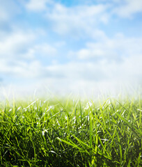 Green grass and blue sky on sunny day