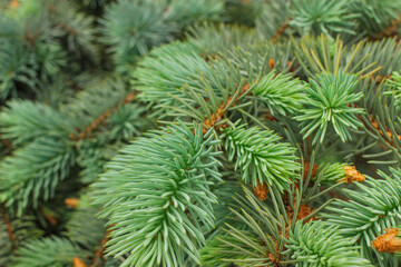 spruce branch close-up, background, texture
