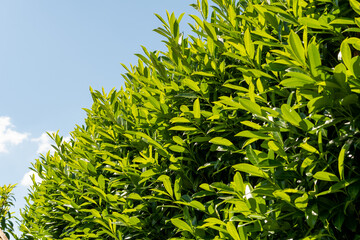 Kirschlorbeer - Immergrün Pflanze für Sichtschutz im Garten