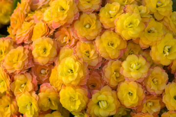 kalanchoe flowers - background