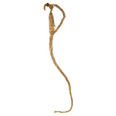 Ginseng or Dried Ginseng on a background new.