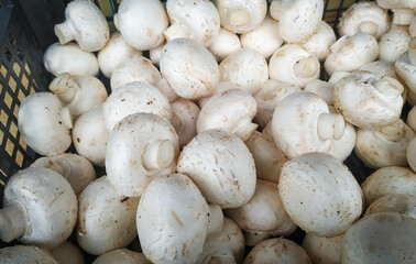 Mushroom champignon. Raw champignons are ready to cook. Fresh mushrooms as a concept of diet or vegetarian food. Champignon mushrooms in a box
