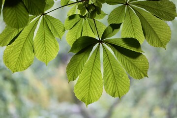 Fototapeta na wymiar green leaves on a branch