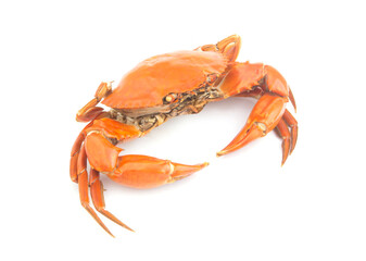Cooked crab isolated on white background	