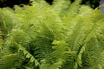 green fern leaves in the park