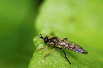Predatory fly sitting on a green leaf. Macro.